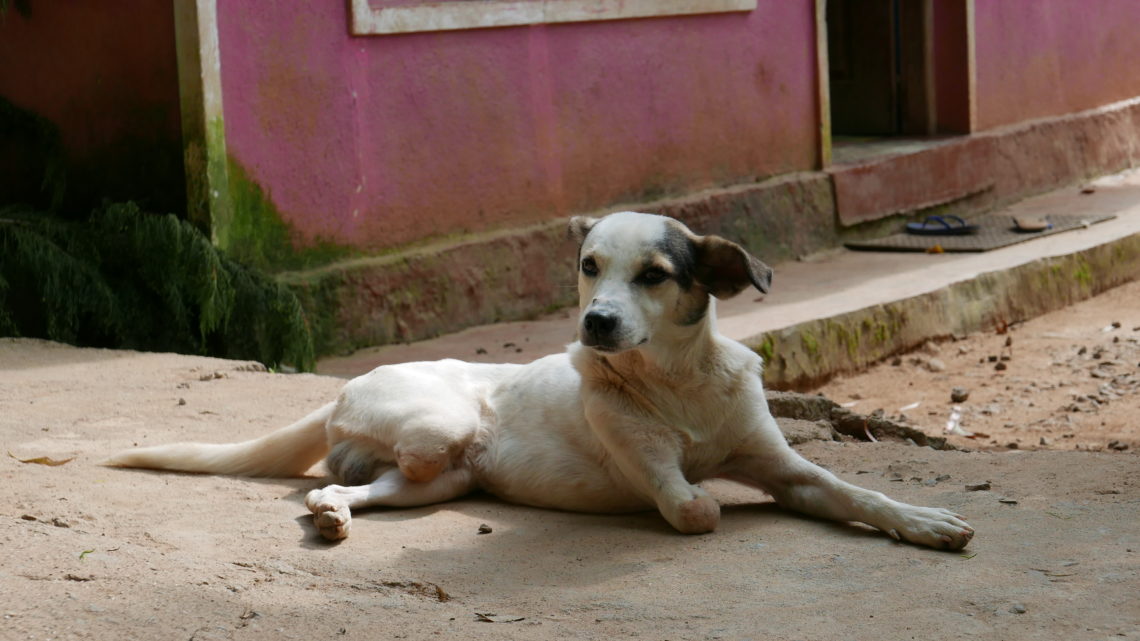 Bildergalerie „Tiere“